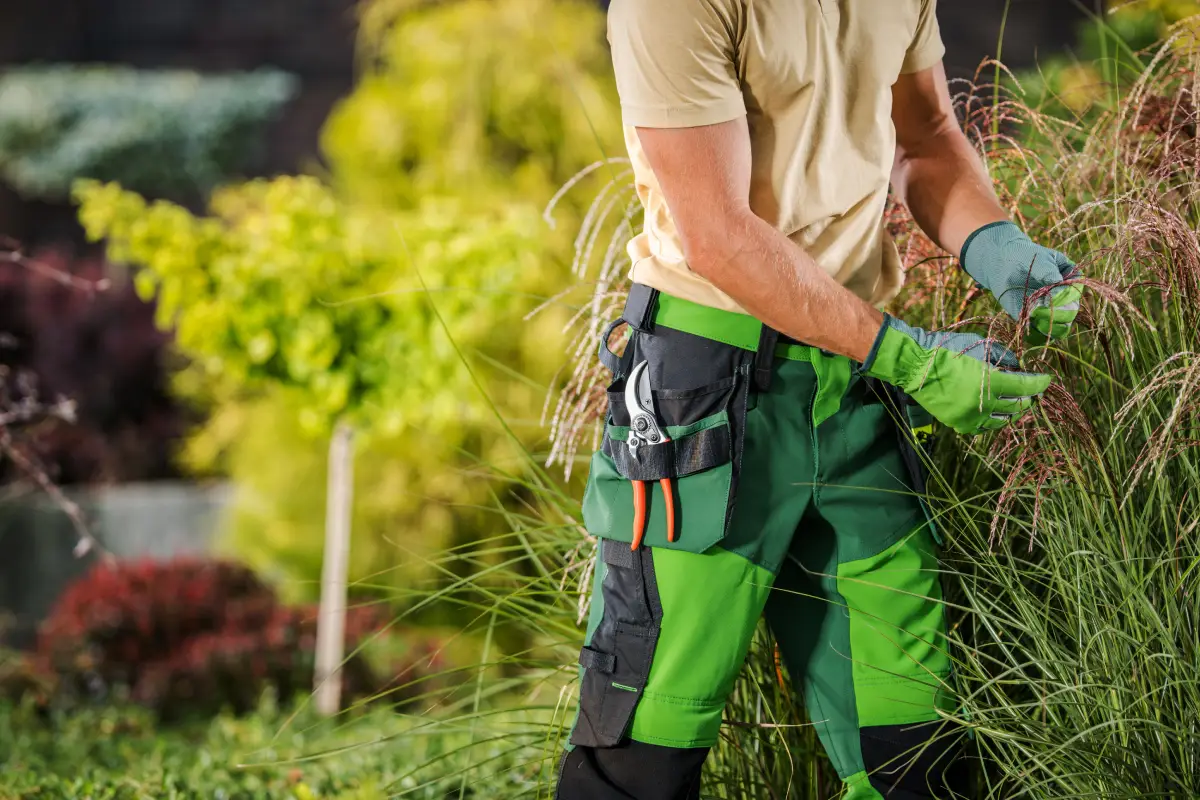 Garden Clearance Services Ipswich